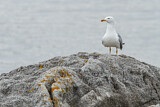 Image. Yellow-legged Gull