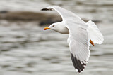 Image. Yellow-legged Gull