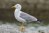 Image. Yellow-legged Gull