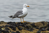 Image. Yellow-legged Gull
