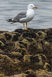 Image. Yellow-legged Gull