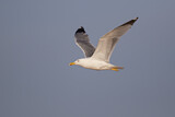Image. Yellow-legged Gull