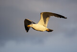 Image. Yellow-legged Gull