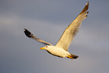 Image. Yellow-legged Gull
