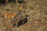 Image. Yellow-necked Spurfowl