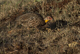 Image. Yellow-necked Spurfowl