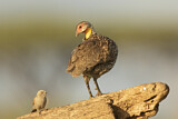 Image. Yellow-necked Spurfowl
