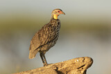 Image. Yellow-necked Spurfowl