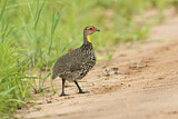 Image. Yellow-necked Spurfowl