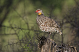 Image. Yellow-necked Spurfowl