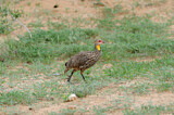 Image. Yellow-necked Spurfowl