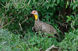 Image. Yellow-necked Spurfowl