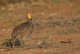 Image. Yellow-necked Spurfowl