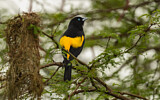 Image. Yellow-rumped Cacique