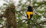 Image. Yellow-rumped Cacique