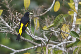 Image. Yellow-rumped Cacique
