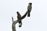 Image. Yellow-tailed Black Cockatoo