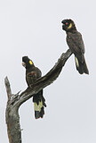 Image. Yellow-tailed Black Cockatoo