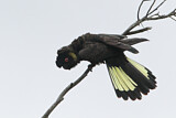 Image. Yellow-tailed Black Cockatoo