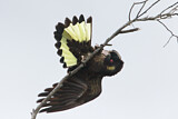 Image. Yellow-tailed Black Cockatoo