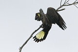 Image. Yellow-tailed Black Cockatoo