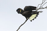 Image. Yellow-tailed Black Cockatoo