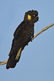 Image. Yellow-tailed Black Cockatoo