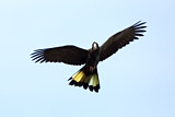 Image. Yellow-tailed Black Cockatoo