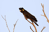 Image. Yellow-tailed Black Cockatoo