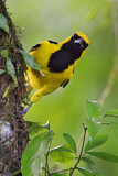 Image. Yellow-tailed Oriole