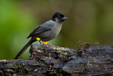 Image. Yellow-thighed Finch