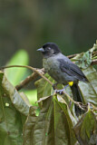 Image. Yellow-thighed Finch