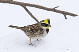 Image. Yellow-throated Bunting