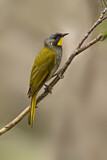 Image. Yellow-throated Honeyeater