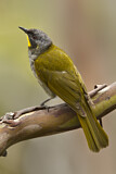 Image. Yellow-throated Honeyeater