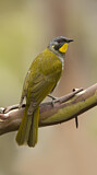 Image. Yellow-throated Honeyeater