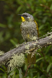 Image. Yellow-throated Honeyeater