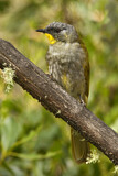Image. Yellow-throated Honeyeater