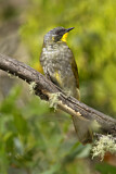 Image. Yellow-throated Honeyeater