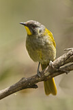 Image. Yellow-throated Honeyeater