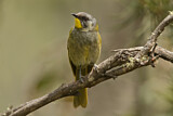 Image. Yellow-throated Honeyeater