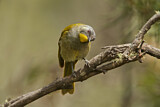 Image. Yellow-throated Honeyeater