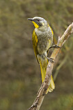 Image. Yellow-throated Honeyeater