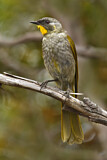Image. Yellow-throated Honeyeater