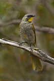 Image. Yellow-throated Honeyeater