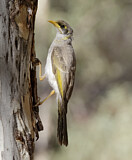 Image. Yellow-throated Miner