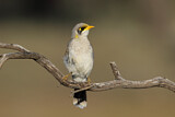 Image. Yellow-throated Miner