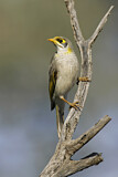 Image. Yellow-throated Miner