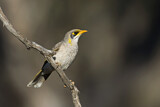 Image. Yellow-throated Miner