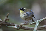 Image. Yellow-throated Scrubwren